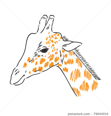 Black and white vector sketch of a male Nyala antelope Black and white vector sketch of a male Nyala antelope 79044934