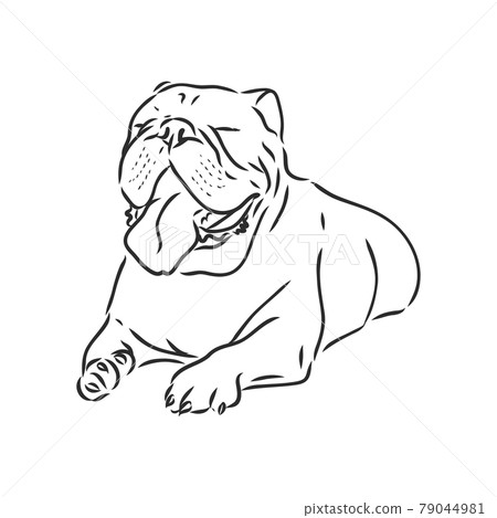 bulldog line drawing