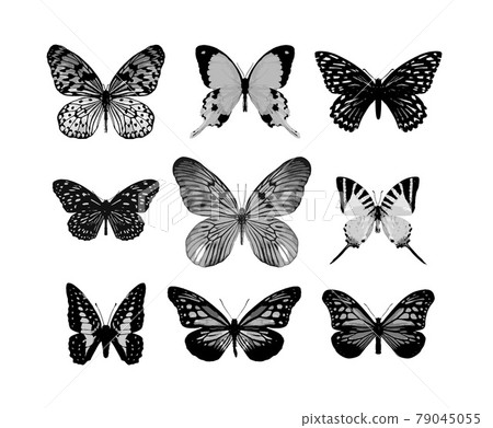 The realistic vector butterflies The realistic vector butterflies 79045055