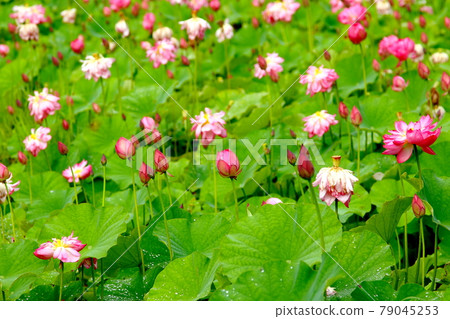 Bright lotus flower-Mukohara lotus pond 79045253
