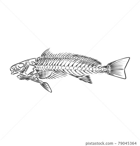 hand drawn fish skeleton fossil, vector...-插圖素材 [79045364] - PIXTA圖庫