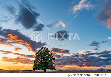 Sunset clouds with isolated chestnut treeand cloudy sky Sunset clouds with isolated chestnut treeand cloudy sky 79045546