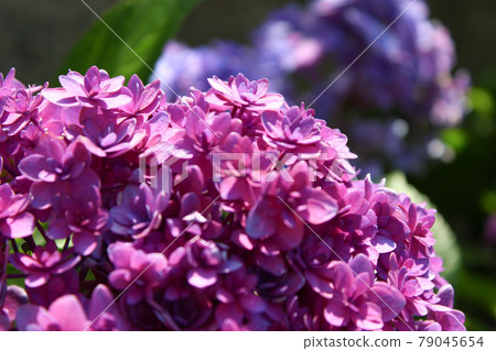 Pink double-flowered hydrangea Pink double-flowered hydrangea 79045654