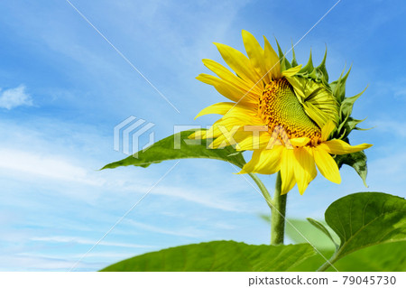 Blooming sunflowers and blue sky 79045730