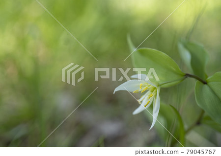 Copy space of green blur on a depressed child lily [Autumn crocus family] 79045767