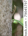 Diploderma swinhonis, Swinhon's climbing lizard 79045797