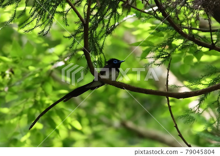 Japanese Paradise Flycatcher, Sankotori, Male 79045804