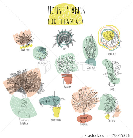 Colorful set of various potted houseplants for clean air. Abstract shapes on background Colorful set of various potted houseplants for clean air. Abstract shapes on background 79045896