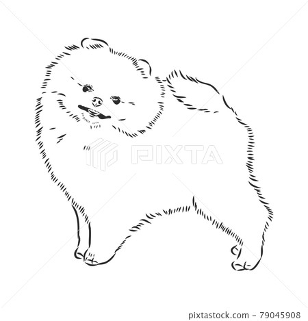 Pomeranian dog hand drawn sketch. Purebred lap dog face on white background. Pomeranian dog hand drawn sketch. Purebred lap dog face on white background. 79045908