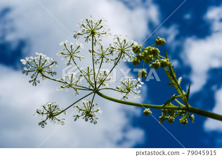 Lace flowers and summer sky looking up from the ground Lace flowers and summer sky looking up from the ground 79045915