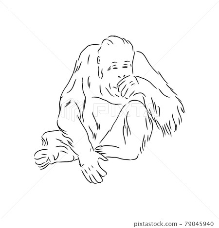Vector illustration. Hand drawn realistic sketch of an ape, orangutan 79045940
