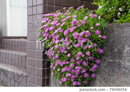 座牆拖式冰廠 79046056