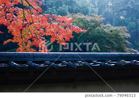 廣島縣三原市佛寺的秋葉 79046313