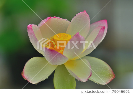 蓮花 蓮花 79046601