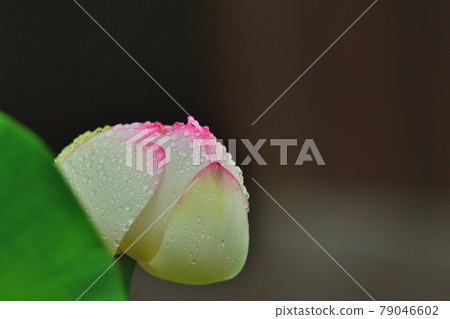 蓮花 蓮花 79046602