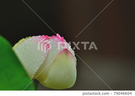蓮花 蓮花 79046604