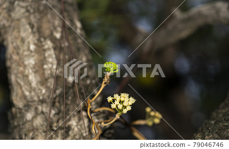 beautiful white and green baby Sweet alyssum on the tree in the garden and good smell. 79046746