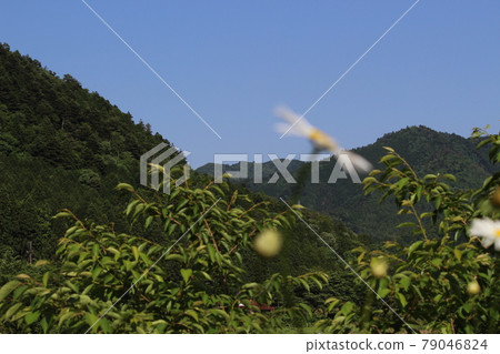 Kyoto Miyama Kayabuki no Sato Spring [Kyoto Prefecture] 79046824