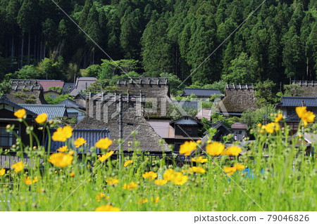 Kyoto Miyama Kayabuki no Sato Spring [Kyoto Prefecture] 79046826