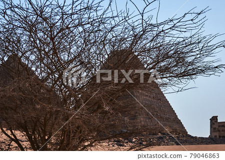 Acacia bush without leaves in front of the pyramids of Meroe in Sudan 79046863