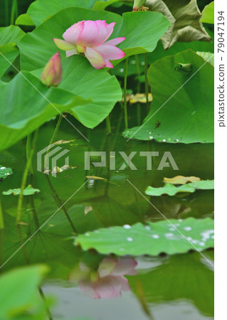 Lotus water mirror 79047194