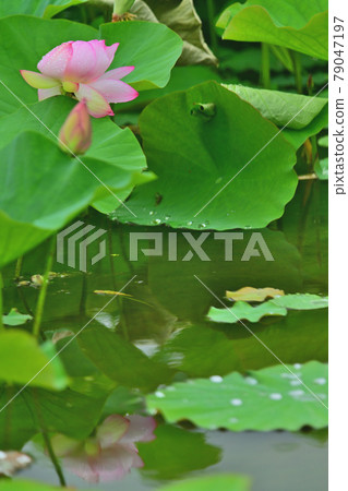 蓮花水鏡 79047197