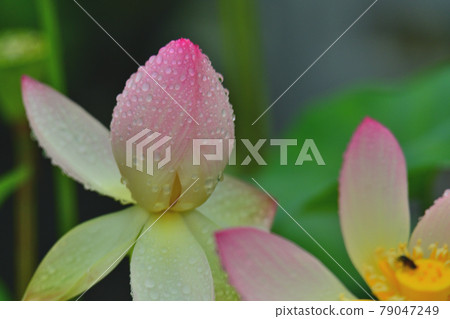 Lotus Lotus 79047249