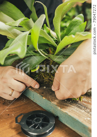 Platycerium or Elkhorn Fern Mount DIY project 79047272