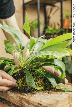 Covering roots of Platycerium with the sheet moss 79047274