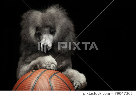 image of dog basketball dark background image of dog basketball dark background 79047365