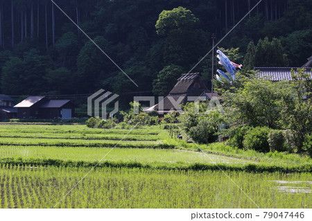 Carp streamer Kayabuki no Sato Miyama [Kyoto Prefecture] 79047446