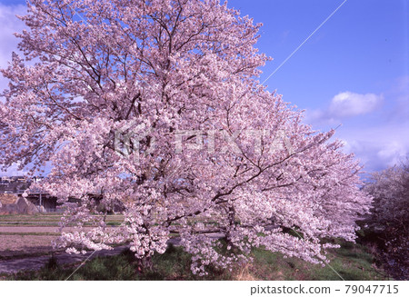 美麗綻放的櫻花 79047715