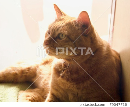 一隻貓在窗邊聽 79047716