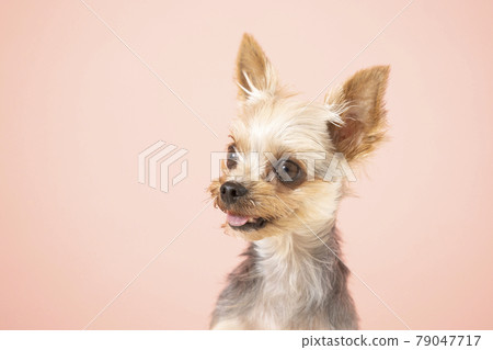 Pinkback 和微笑的約克夏梗爆發 79047717