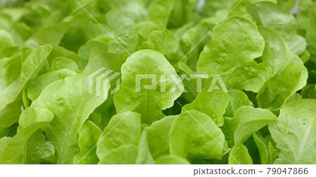 Green lettuce leaves growing on garden bed 79047866
