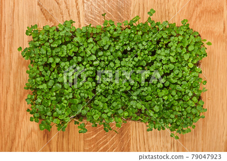 Green arugula microgreen on wooden cutting board 79047923