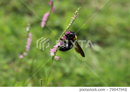 Carpenter bee perching on a spiranthes sinensis blooming in the field in early summer 79047948
