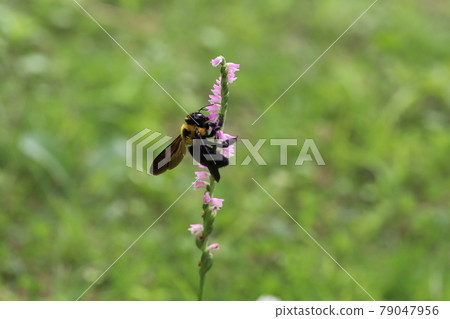 Carpenter bee perching on a spiranthes sinensis blooming in the field in early summer Carpenter bee perching on a spiranthes sinensis blooming in the field in early summer 79047956