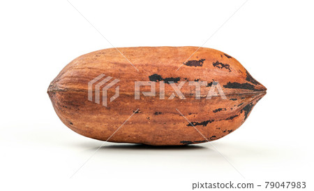 Single whole pecan (Carya illinoinensis) nut isolated on white background. 79047983