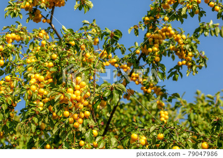 Ripe yellow mirabelle plums (Prunus domestica syriaca) on tree branches 79047986