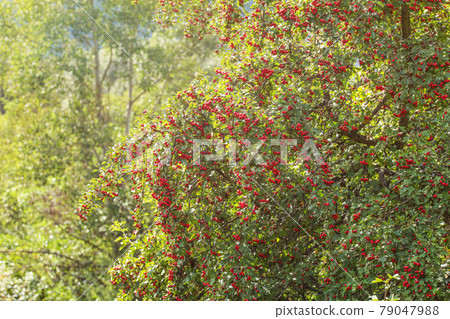 Midland hawthorn (Crataegus laevigata) tree with red berries, sun shining in background. Midland hawthorn (Crataegus laevigata) tree with red berries, sun shining in background. 79047988