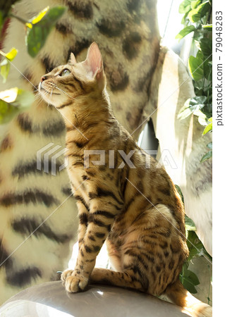 Bengal cat looking up 79048283