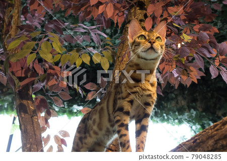 Bengal cat climbing on a tree 79048285