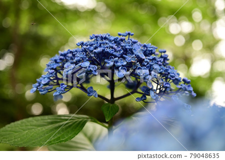 (Flower Tourism) Purple Hydrangea: Top Margin (Flower Tourism) Purple Hydrangea: Top Margin 79048635