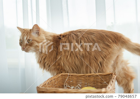 Red young cat is sitting on window background near straw basket, domestic pets concept Red young cat is sitting on window background near straw basket, domestic pets concept 79048657