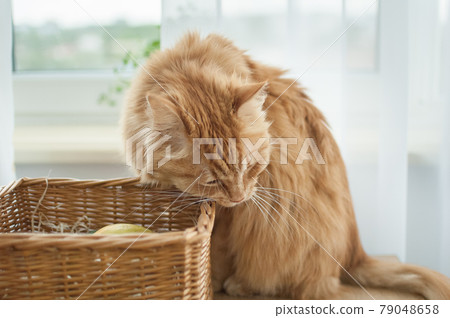 Red young cat is sitting on window background near straw basket, domestic pets concept Red young cat is sitting on window background near straw basket, domestic pets concept 79048658