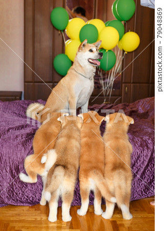 Happy akita inu dog family.Proud mother posing with her puppies Happy akita inu dog family.Proud mother posing with her puppies 79048869