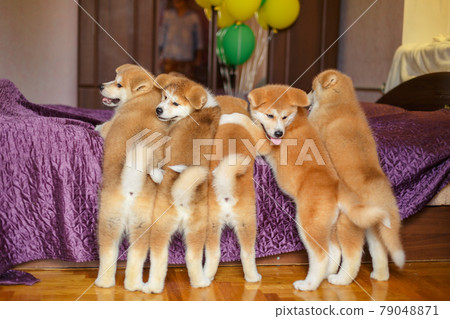 Funny little puppies akita inu. Fluffy balls of happiness Funny little puppies akita inu. Fluffy balls of happiness 79048871