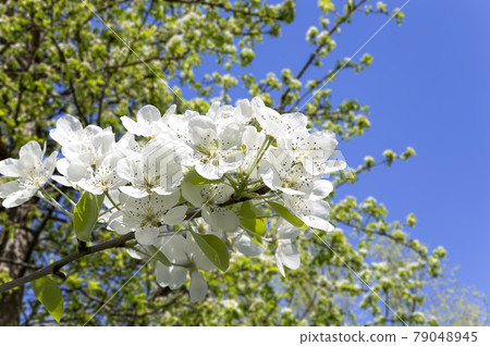 Blooming apple tree branch with large white flowers in spring time (spring background with white flowers 79048945