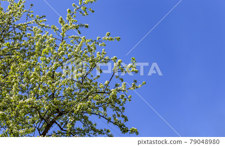 Blooming tree (apple, plum, cherry, pear) in spring time (spring background with white flowers). Sunny day 79048980